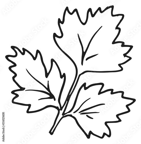 Parsley leaf. Hand drawn cooking aroma herb