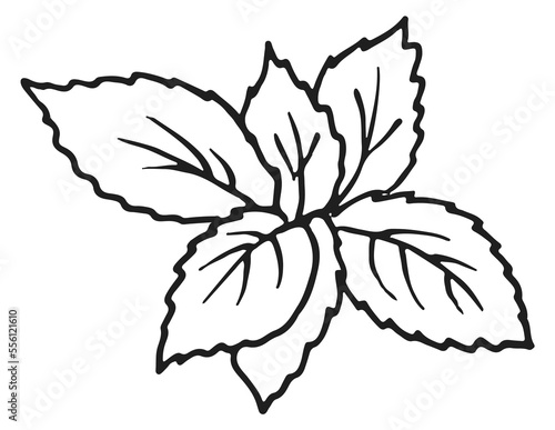 Basil leaves sketch. Culinary herb. Fresh food © ONYXprj