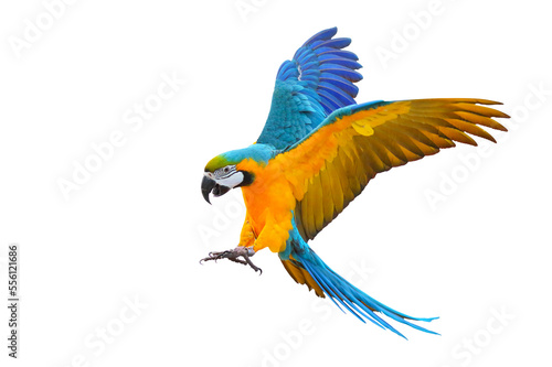 Fotótapéta Colorful flying parrot isolated on transparent background png file