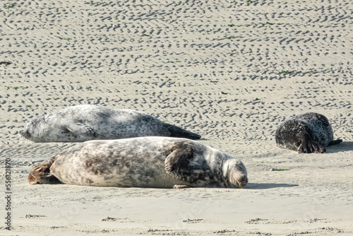 Schlafende Seehunde am Strand