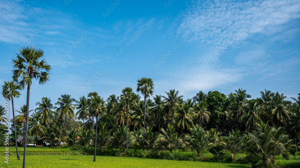 rice fields, rice plant, Oryza sativa with  coconut tree and Borassus tree (palms tree) in the Indian village