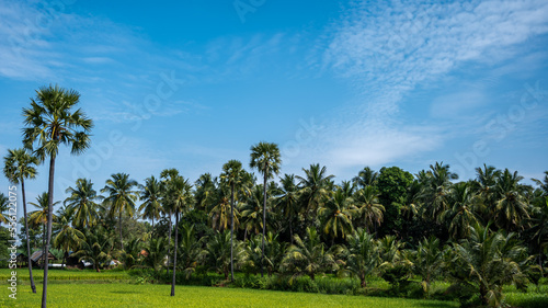 rice fields, rice plant, Oryza sativa with coconut tree and Borassus tree (palms tree) in the Indian village