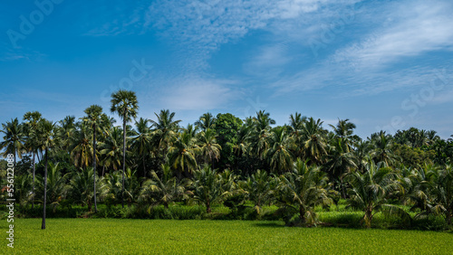 rice fields, rice plant, Oryza sativa with coconut tree and Borassus tree (palms tree) in the Indian village