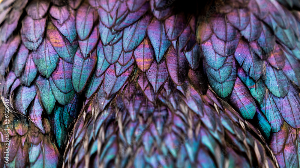 Obraz premium Rooster feathers. Bright dark Indian rooster (Seval Erkul) feathers close up view.