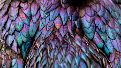 Rooster feathers. Bright dark Indian rooster (Seval Erkul) feathers close up view. photo