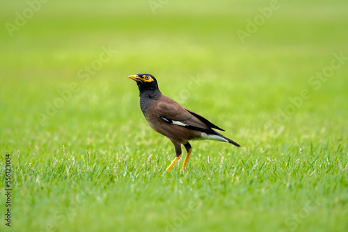 Beautiful common myna or Indian myna (Acridotheres tristis) walking in green grass photo