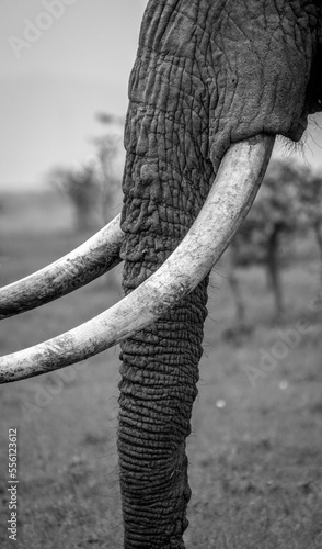 African elephant trunk and tusks