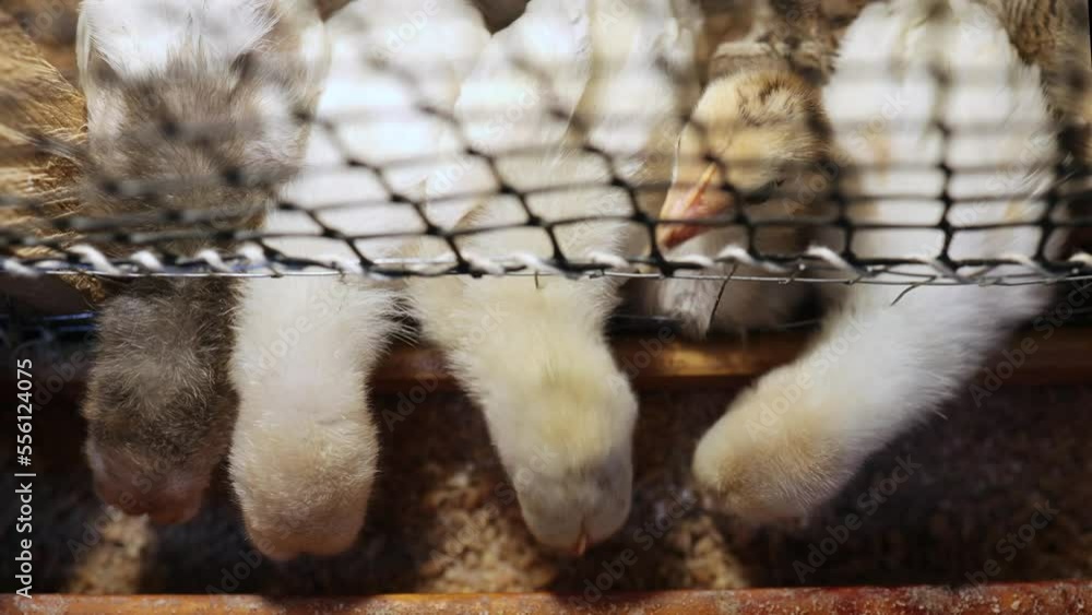 Little chickens in a cage peck at grains Little chickens in a cage peck at grains