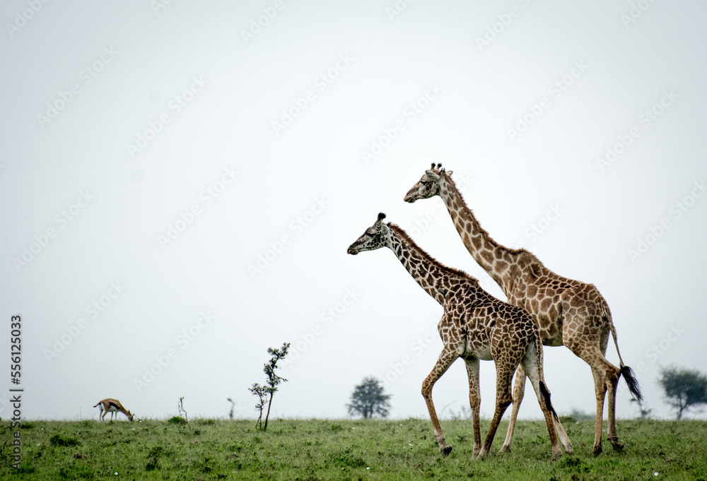 Obraz premium Two Giraffes walking