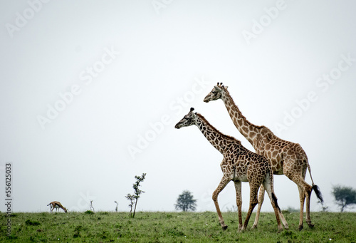 Two Giraffes walking