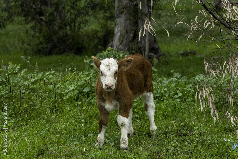 cows in a meadow