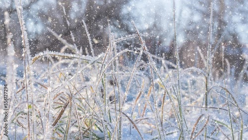 Wallpaper Mural Frosty weather. Winter background. Soft snowfall in the winter snowy forest. First frost at frozen field plants close-up. Dry plants covered with snow Sunny frosty morning. Selective focus Torontodigital.ca