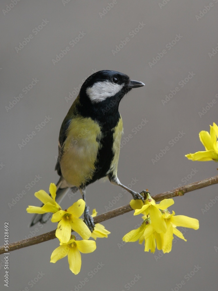 Naklejka premium Great tit perched on a yellow blooming bush