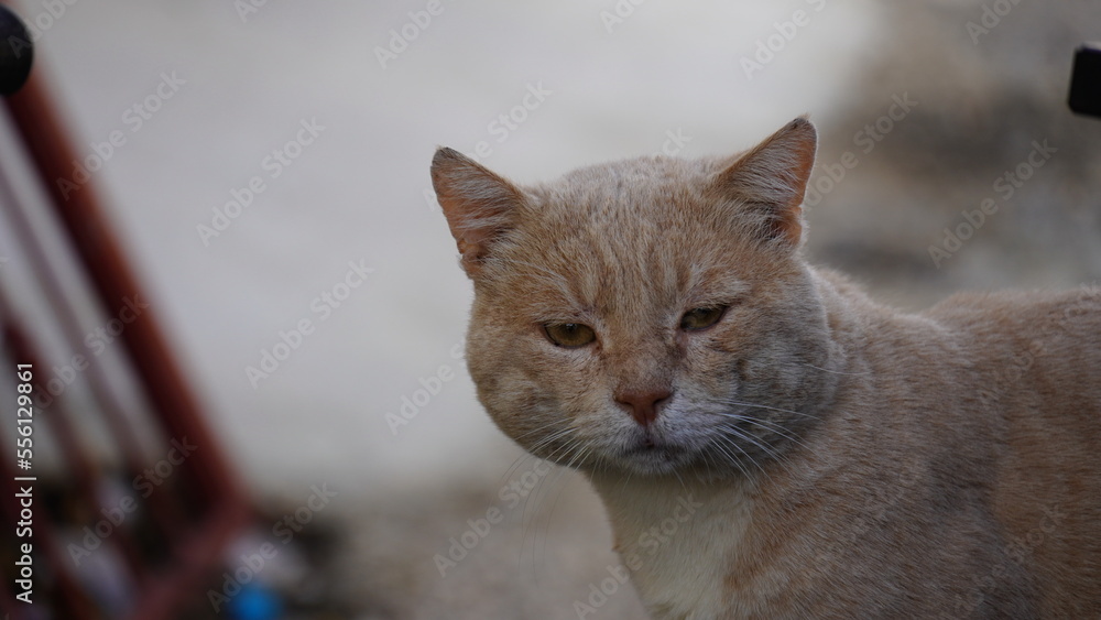 Fototapeta premium Domestic red cat staring at a camera
