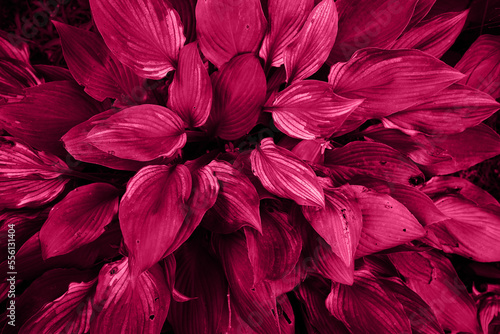 The hosta leaves are a close-up of viva magenta color of 2023 year. Beautiful large decorative leaves of garden plant. Minimalistic background with hosta leaves close up view from above.