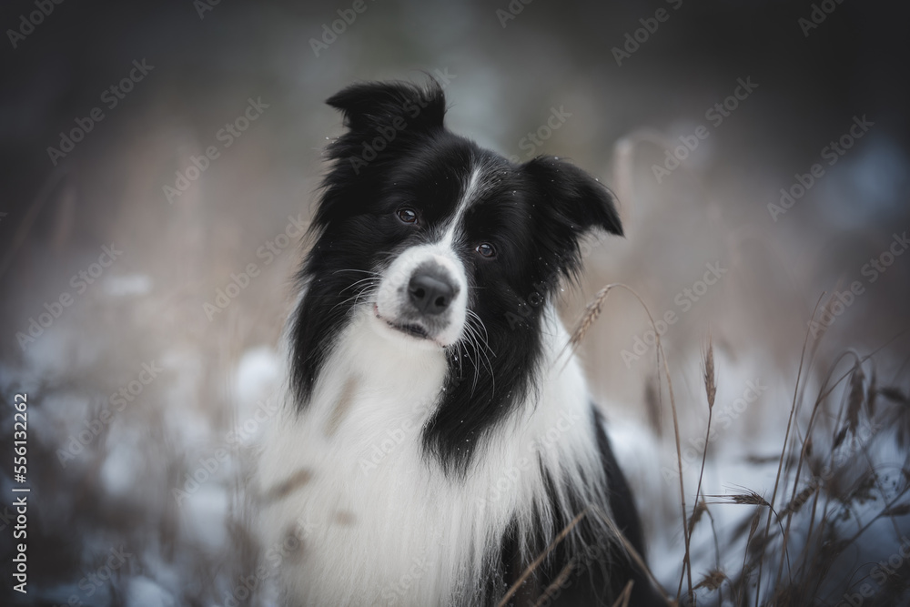 Close-up portrait of black and white border collie in the winter field