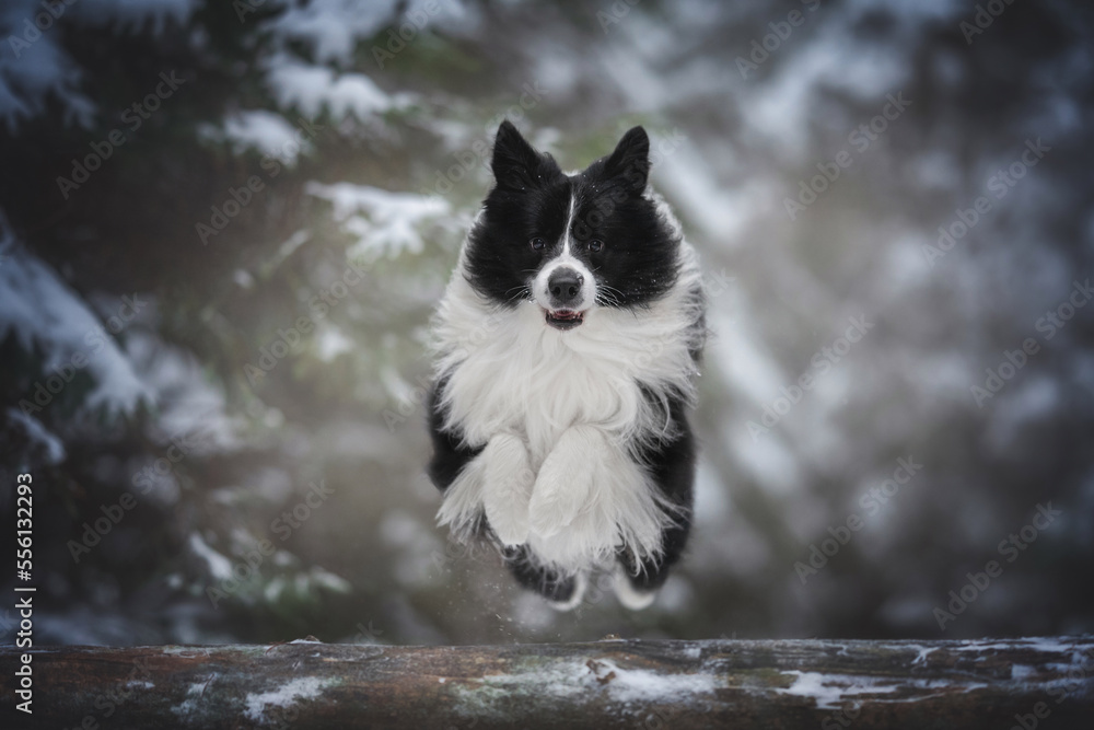 Black and white Border collie dog jumping over a fallen tree in winter forest