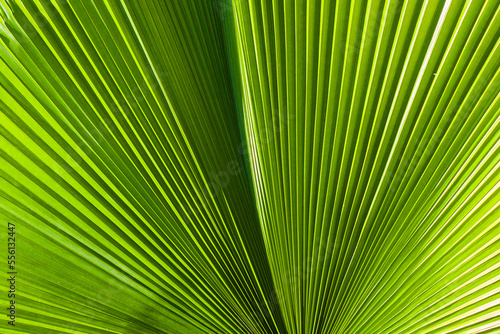 Close up of ruffled fan palm tree leaf  Tropical plant  green natural foliage