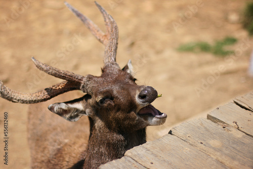 A deer in a captivity looks happy while eating vegetables given by visitors.