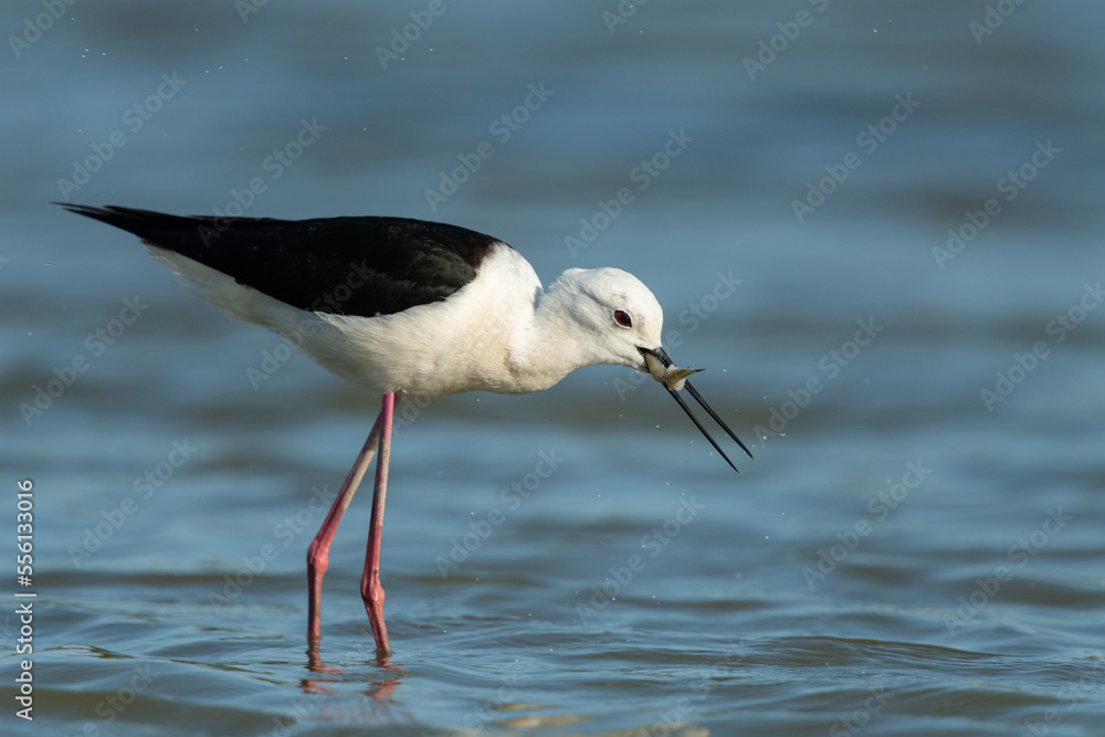 Stelzenläufer, Black-winged stilt, Himantopus himantopus Stelzenläufer, Black-winged stilt, Himantopus himantopus