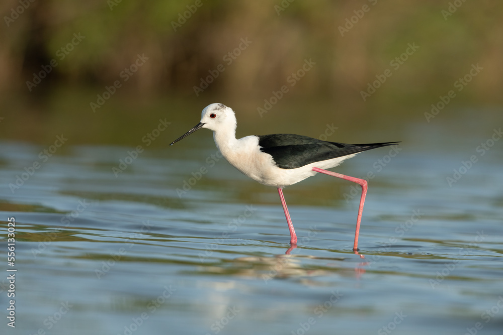 Stelzenläufer, Black-winged stilt, Himantopus himantopus Stelzenläufer, Black-winged stilt, Himantopus himantopus