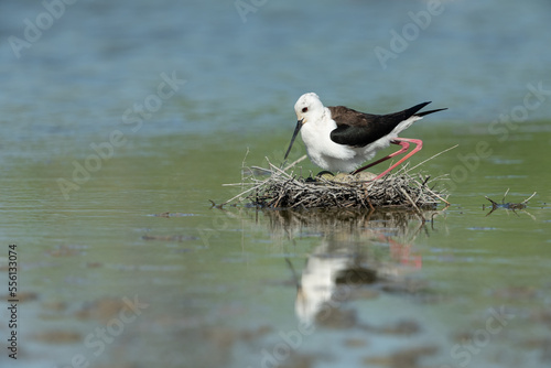 Stelzenläufer, Black-winged stilt, Himantopus himantopus