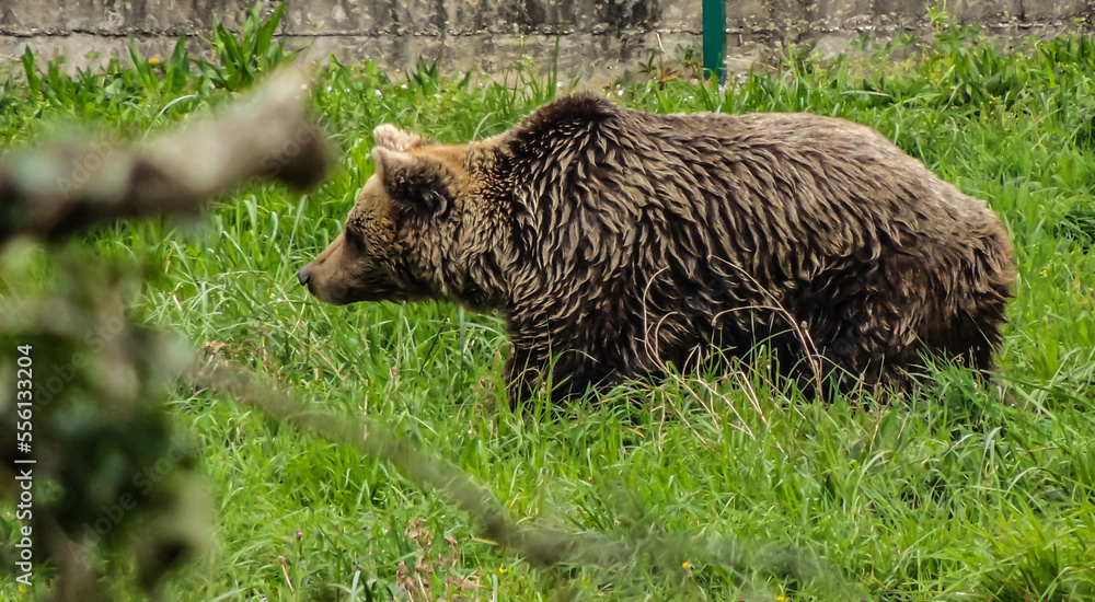 brown bear in the forest