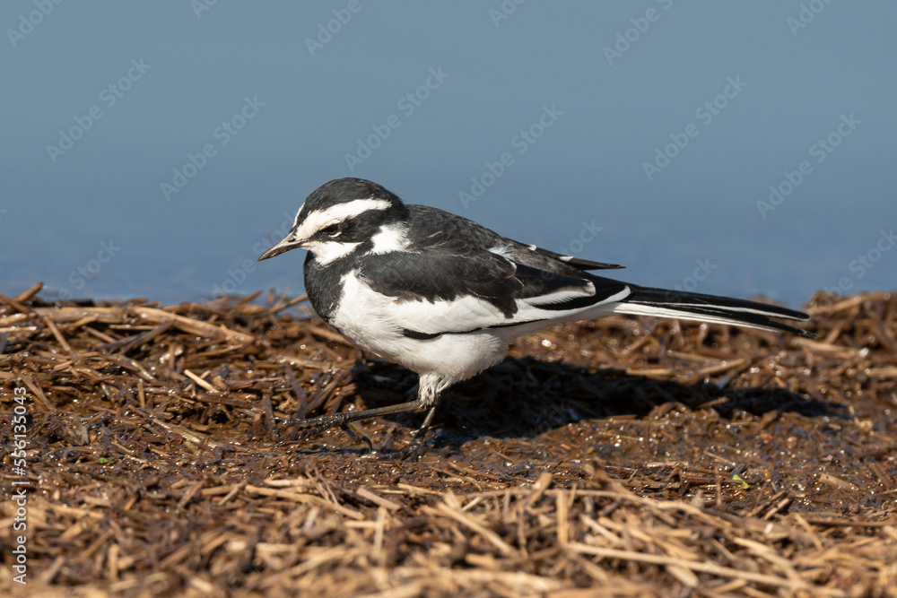 Obraz premium Bergeronnette pie,.Motacilla aguimp, African Pied Wagtail