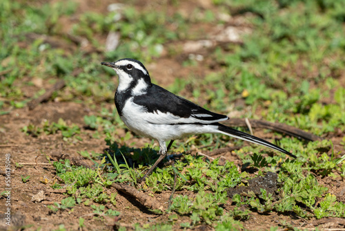 Bergeronnette pie,.Motacilla aguimp, African Pied Wagtail © JAG IMAGES