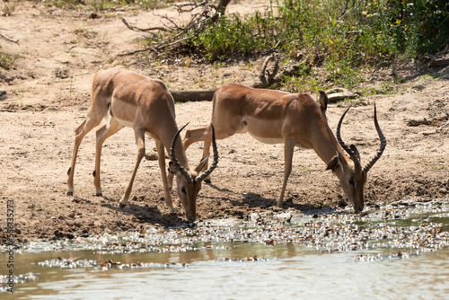 Impala, male, Aepyceros melampus