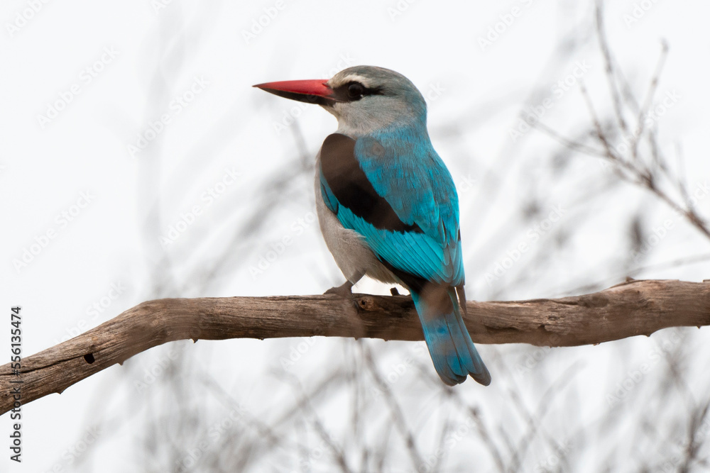 Martin chasseur à tête brune,.Halcyon albiventris, Brown hooded Kingfisher