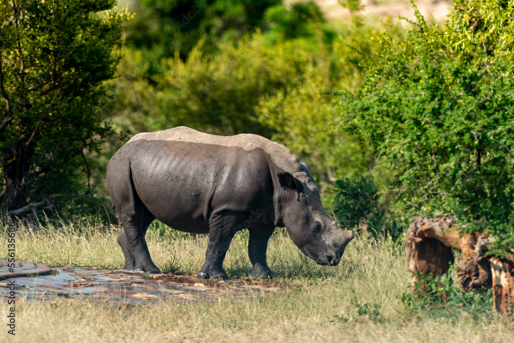 Fototapeta premium Rhinocéros blanc, corne coupée, white rhino, Ceratotherium simum, Parc national Kruger, Afrique du Sud