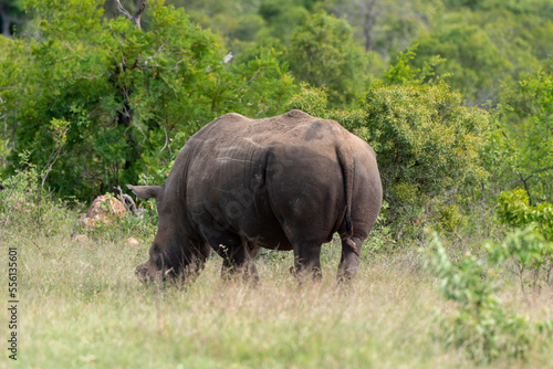 Rhinoc  ros blanc  corne coup  e  white rhino  Ceratotherium simum  Parc national Kruger  Afrique du Sud