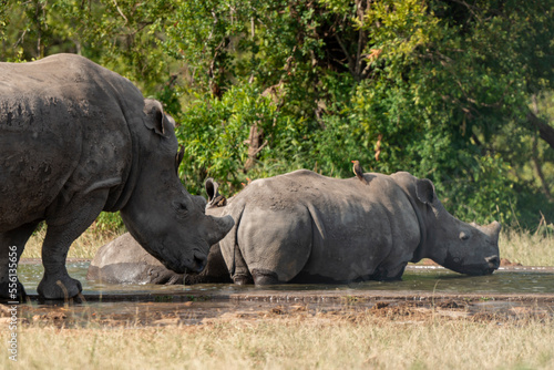 Rhinoc  ros blanc  corne coup  e  white rhino  Ceratotherium simum  Parc national Kruger  Afrique du Sud
