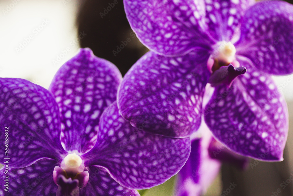 Growing purple orchid flowers in white spots in a botanical garden. Growing exotic Phalaenopsis flower full bloom. Blooming flowers pistil stamen in a tropical greenhouse, jungles. Floral wallpaper. Growing purple orchid flowers in white spots in a botanical garden. Growing exotic Phalaenopsis flower full bloom. Blooming flowers pistil stamen in a tropical greenhouse, jungles. Floral wallpaper.