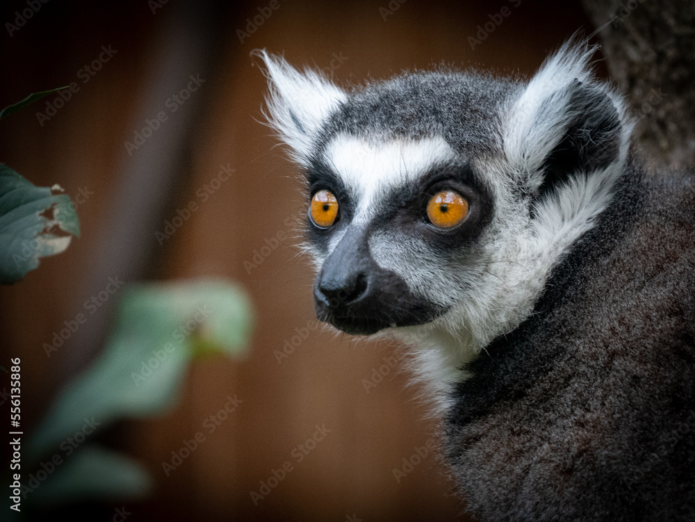 Animaux du zoo Animaux du zoo