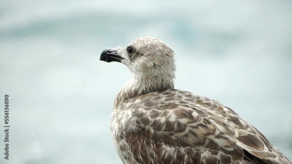 Seagull on the background of the sea close-up. A young seagull stands on the seashore and turns its head.