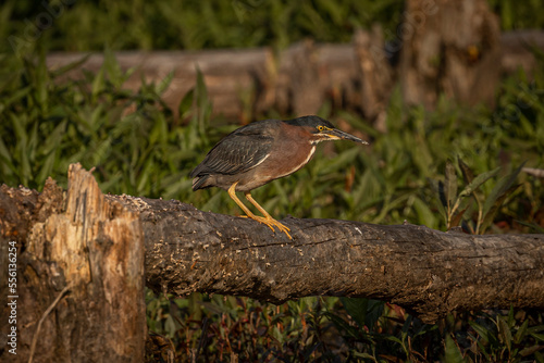 Green Heron stands on a branch in the marsh