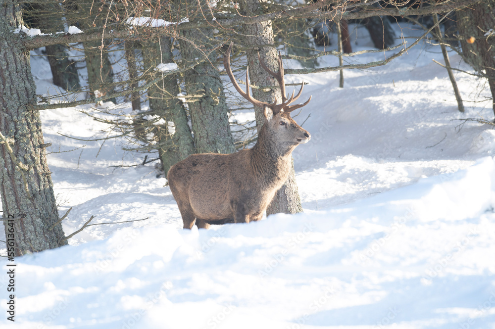 Fototapeta premium deer in winter