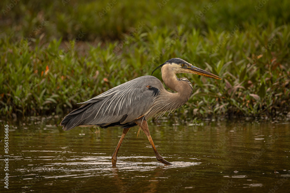 Fototapeta premium Great Blue Heron walks through the marsh