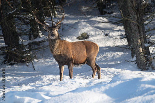 deer in winter © Niall