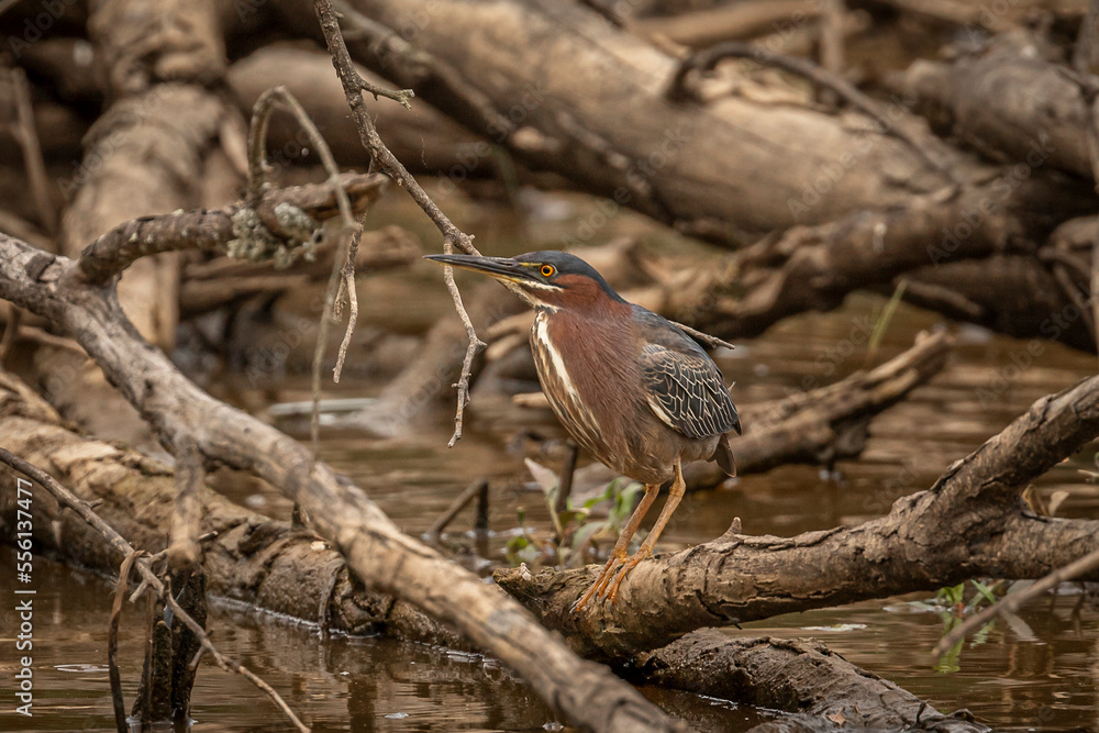 Green Heron stands on a branch in the marsh Green Heron stands on a branch in the marsh