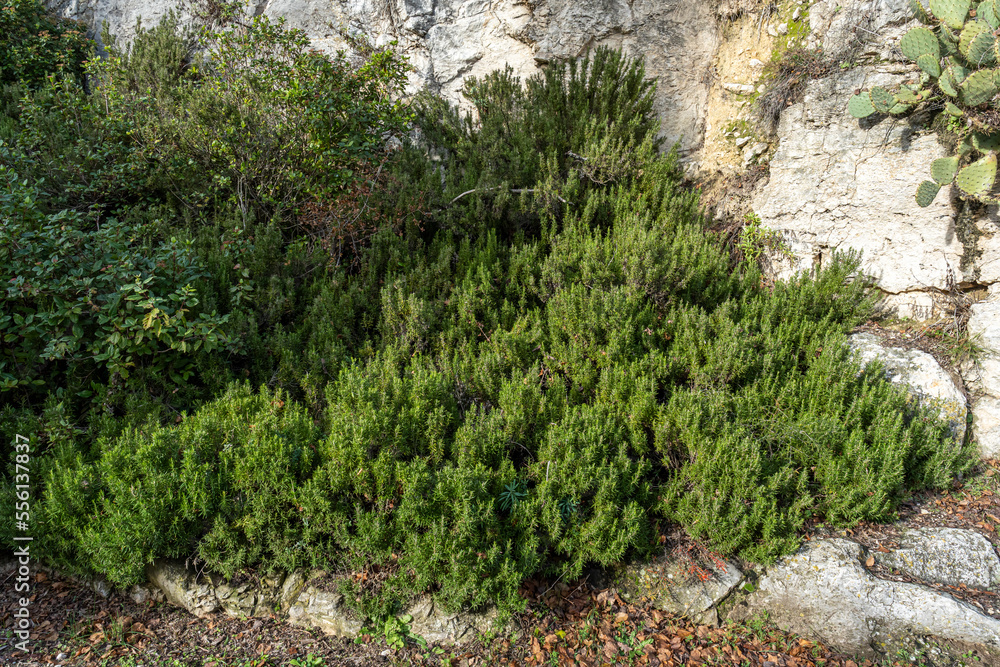 Fototapeta premium Romarin