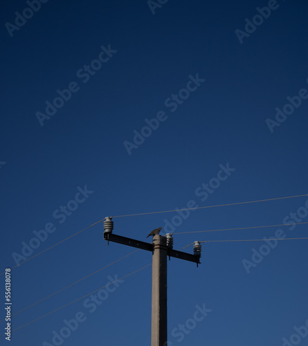 Bird in a lamppost in afternoon