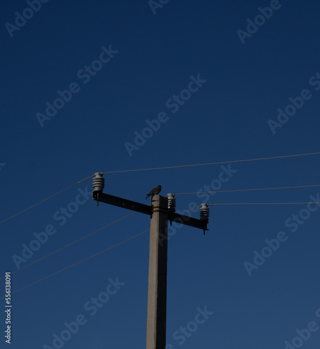 Bird in a lamppost in afternoon