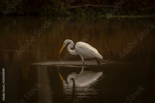 Great Egret fishes in the marsh