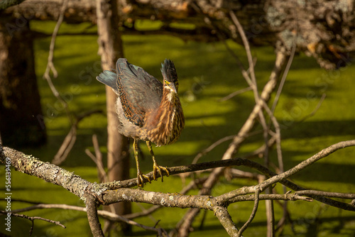 Green Heron stretches while standing on a tree branch