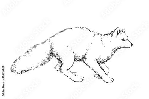 Vector hand-drawn illustration of polar fox in engraving style. Black and white sketch of wild arctic animal.