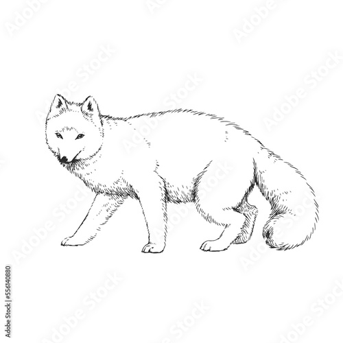 Vector hand-drawn illustration of polar fox in engraving style. Black and white sketch of wild arctic animal.