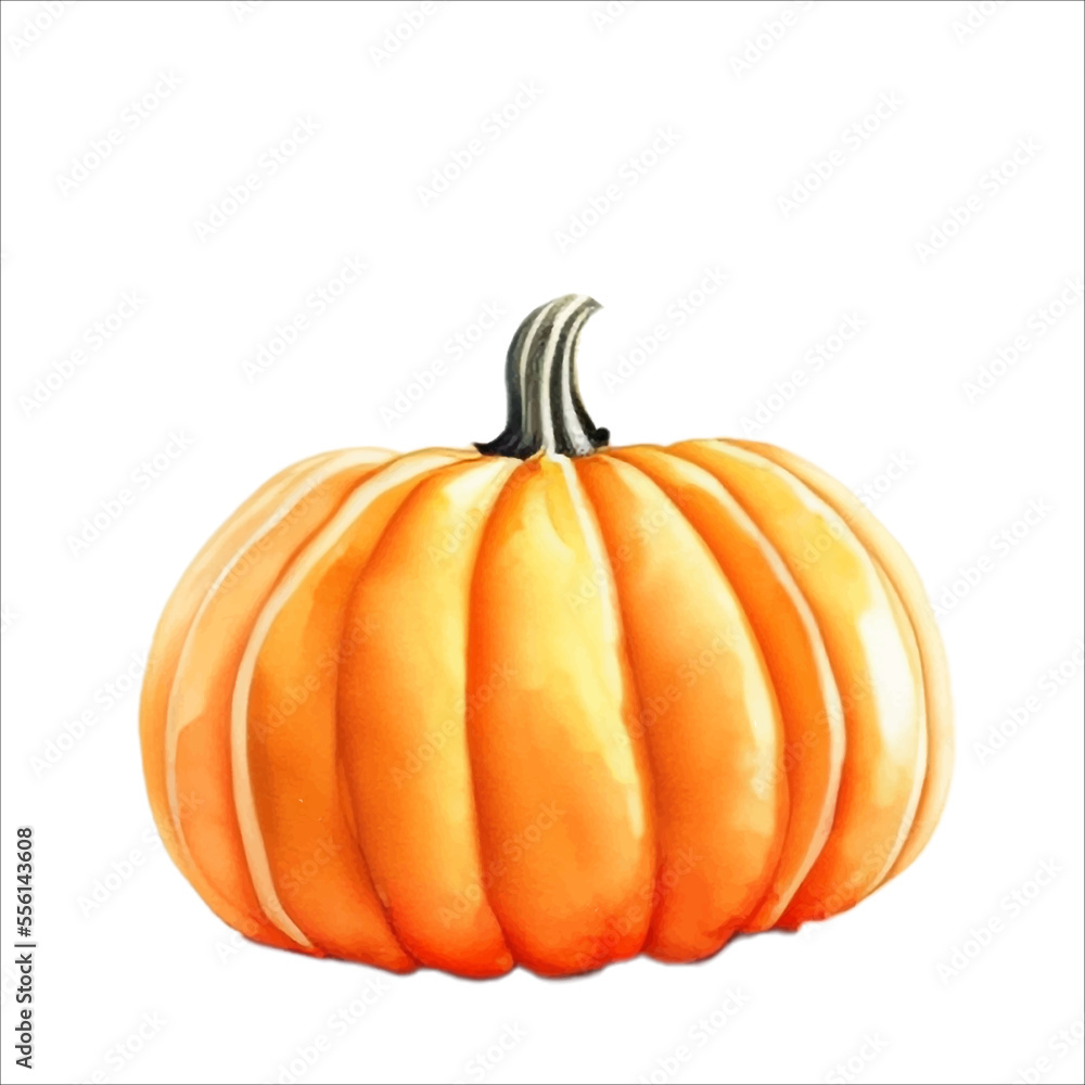Fototapeta premium Fresh Pumpkin Isolated Watercolor Painting Illustration Vector